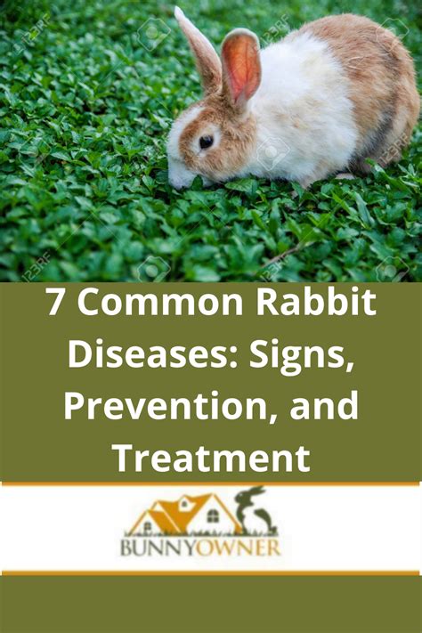 Common Rabbit Diseases Signs Prevention And Treatment Artofit