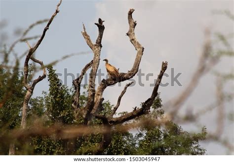 White Backed Vulture Vautour Africain Stock Photo 1503045947 Shutterstock