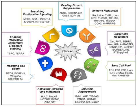 Cancers Free Full Text Insights Into The Role Of Lncrnas And Mirnas