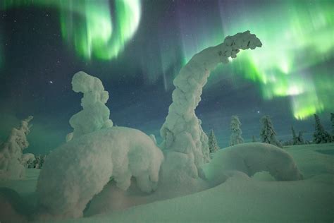 Robin Eriksson Franz N Fotograferar Svenska Urskogen Fotosidan