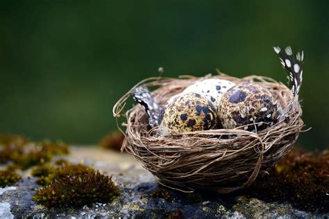 Bird Nest Wallpapers Top Free Bird Nest Backgrounds Wallpaperaccess