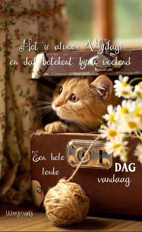 A Cat Is Peeking Out From Inside An Old Suitcase With Daisies In Front