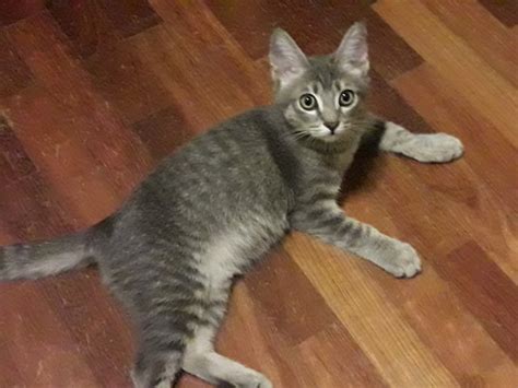 Domestic Short Hair Tabby Kitten Adopted Years Months Grey