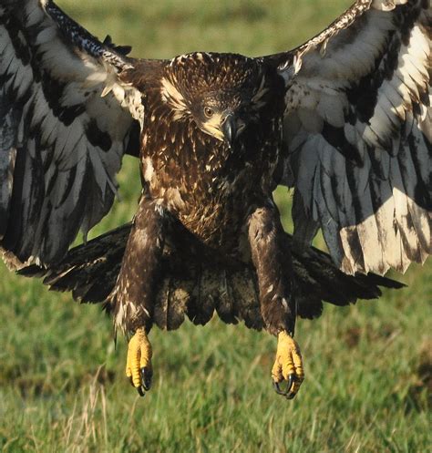 Talon Eagle Photograph by Brent Easley - Fine Art America