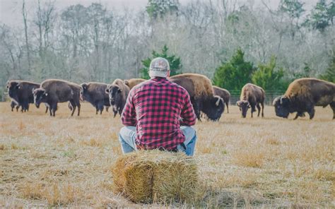 Top Quality Bison Meat | Family Owned Bison Farm | All-Natural Bison ...