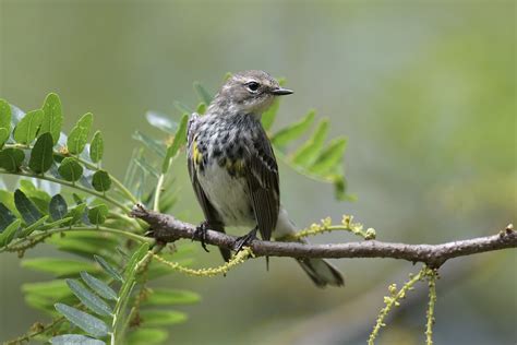 Yellow Rumped Warbler By Jackie B Elmore 5 4 2024 Jeffers Flickr