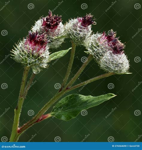 Greater Burdock Flowers Stock Photo Image Of Burr Macro 276564690