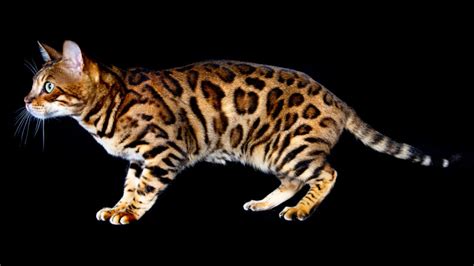 Bengal Cats Are Mini Leopard Hybrid Housecats Howstuffworks