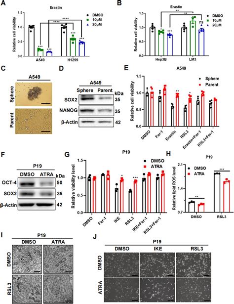 Undifferentiated Cells Are More Sensitive To Ferroptosis Than