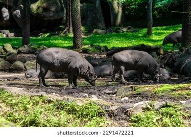 Deer Pig: Over 2 530 Royalty-Free Licensable Stock Photos | Shutterstock