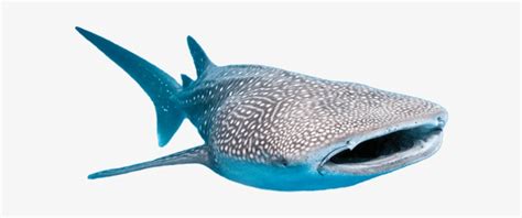 Png Whale Sharks - Whale Shark Fish Png Transparent PNG - 600x600 - Free Download on NicePNG