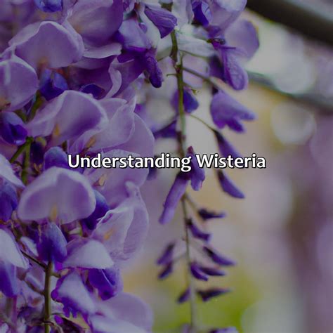 What Color Is Wisteria - colorscombo.com