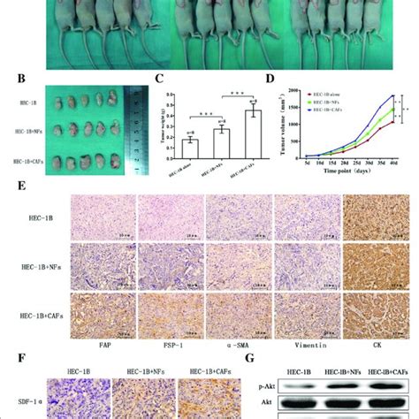 Expression Of Sdf And Cxcr In Ec A Sdf Protein Expression