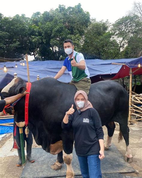 Sambut Idul Adha Artis Ini Kurban Sapi Jumbo Hingga Ton