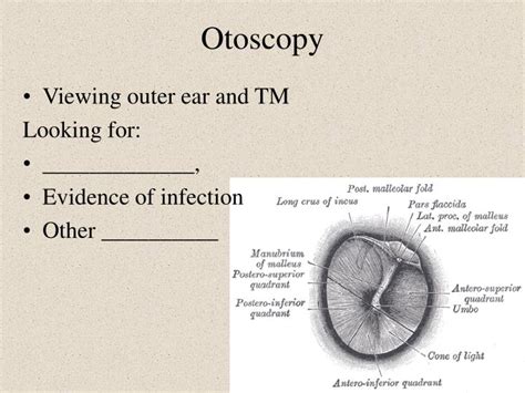 PPT - The Outer Ear PowerPoint Presentation - ID:1209173