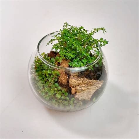 Готовые композиции и флорариумы – Купить На Florariumplants