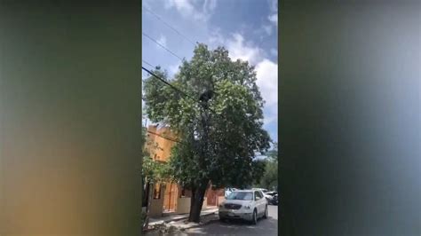 INFO7 on Twitter Reportan avistamiento de un oso arriba de un árbol