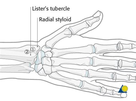 Image Result For Listers Tubercle With Images Hand Therapy