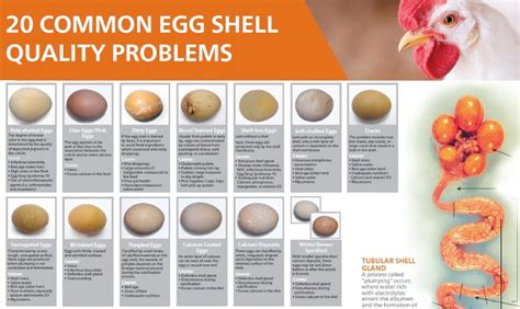 20 Common Egg Shell Quality Problems And Causes Egg Shells Chicken