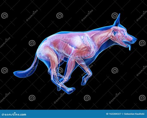 A dogs muscles stock illustration. Illustration of artwork - 162284327