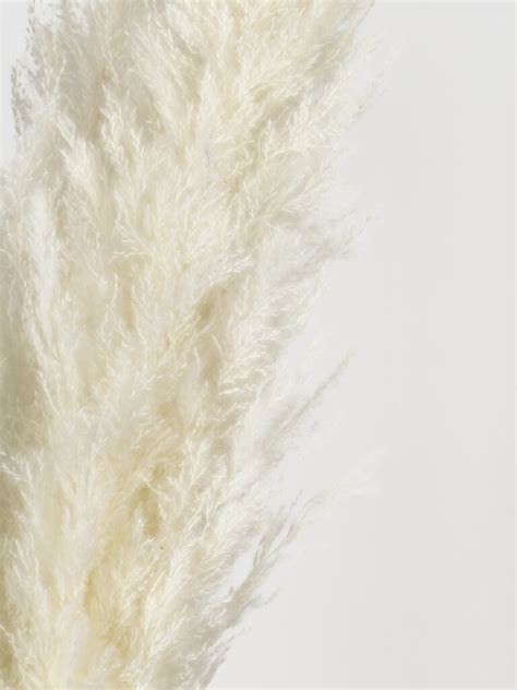 Кортадерія біла купити в Україні за низькою ціною • DFB elements