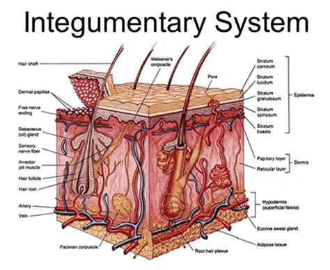 Integumentary System Labelled Diagram Diagram Stomach Labe