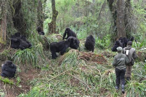 Mountain Gorilla Habitat Loss