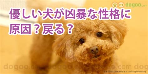 優しい犬が凶暴な性格に変わる、原因？どうしたら戻る？ 22 犬のqanda集