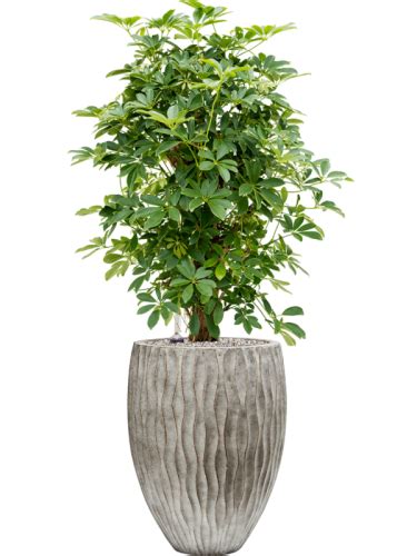 Schefflera Arboricola Compacta Donica Wave Soil System Vulkastrat