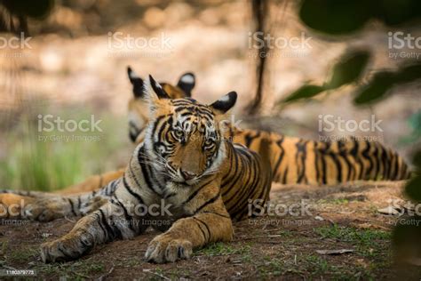 Foto De Expressões Do Filhote De Tigre Que Descansam A Sombra Da Árvore