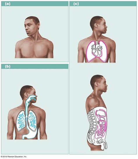 Body Membranes Diagram | Quizlet