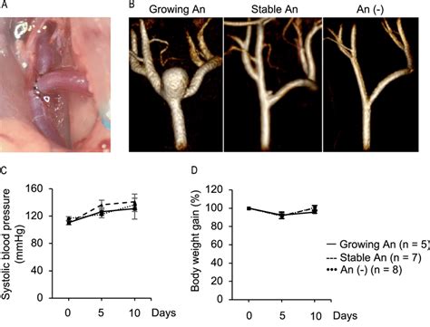 Present Saccular Aneurysm Model At The Surgically Created Common