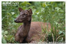 Dunia Binatang: Gambar Rusa Hutan