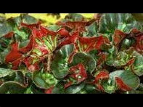 Cara Memperbanyak Begonia Curly Catherdal Begonia Auriculata Youtube