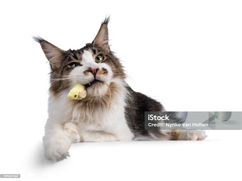 Funny Maine Coon Cat On White Stock Photo Download Image Now Animal