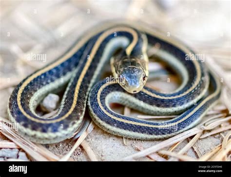 California garter snake hi-res stock photography and images - Alamy