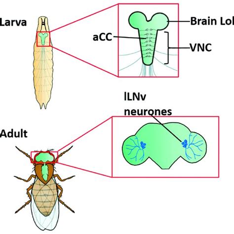 Diagrammatic Representation Of Larval And Adult Drosophila A