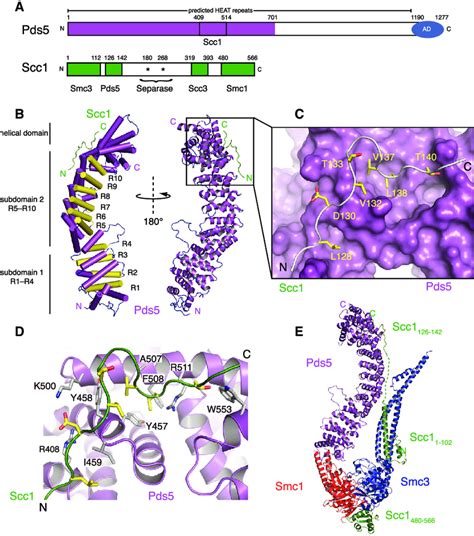 Structure Of The Pds5 Scc1 Complex A Domain Architecture Of Pds5 And Download Scientific