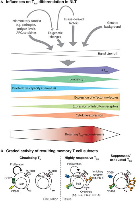 Frontiers Resident Memory T Cells In Tissue Restricted Immune