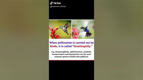 Ornithophily: birds pollination #shorts #entomology #agriknowledge # ...