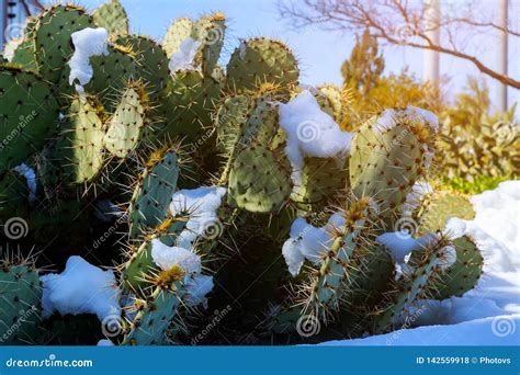 Cactus Covered in Snow stock photo. Image of mountains - 142559918