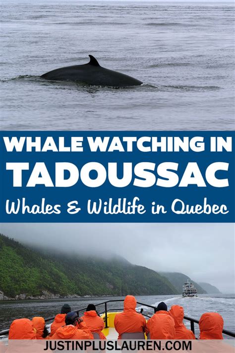 Whale Watching in Tadoussac: How to See Whales in Quebec