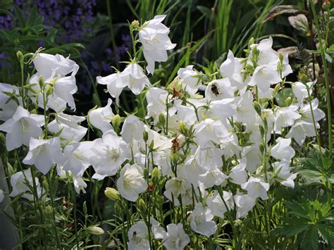 Pfirsichbl Ttrige Glockenblume Alba Beste Sorten Stauden Wissen