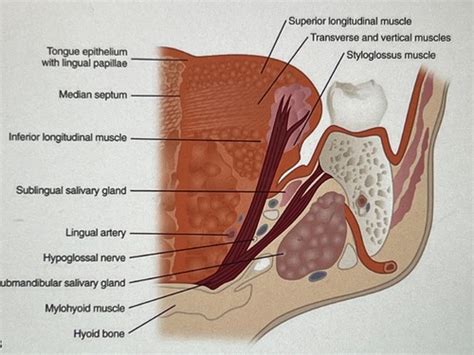 Exam 2 Head Neck CH 4 5 Muscles TMJ Flashcards Quizlet