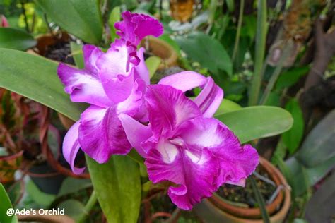 Ade S Orchid Cattleya Lc Tristar Bouquet