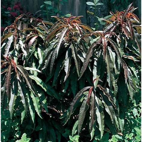 Shop 5.5-Gallon Crimson Cascade Weeping Peach Flowering Tree (L27286 ...