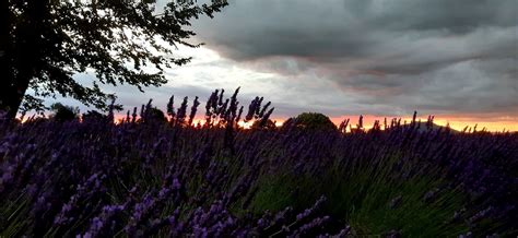 Alphra Lavender Sam Has Been On Patrol Today Keeping An Eye On Things