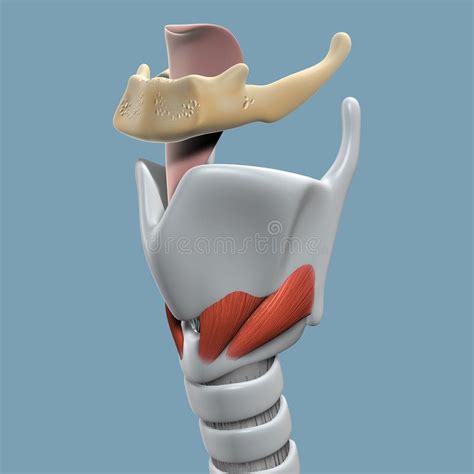 Anatomy of Larynx. Showing the mechanism of vocal cords, swallowing ...