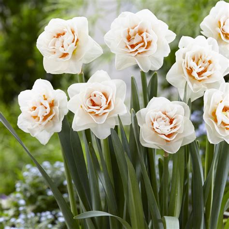 Daffodil Gay Kybo Garden Express