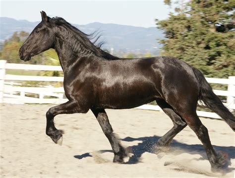 Friesian Horse for Sale - - Black Sterling Friesians